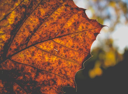 Close-Up Photo of Brown Leaf