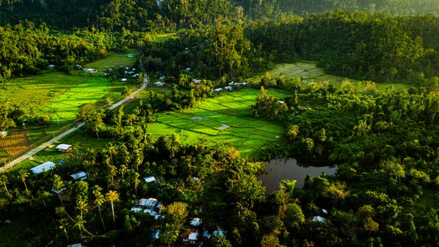Breathtaking aerial view of vibrant rice terraces and tropical forest landscape in MIMAROPA, Philippines.