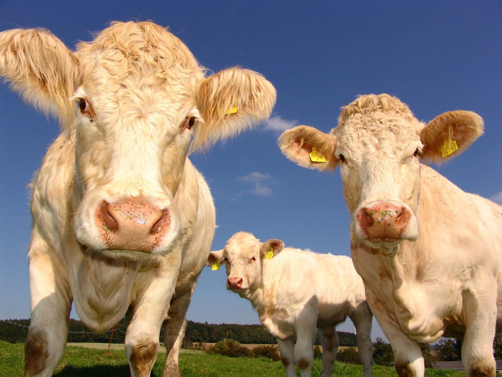 Free 3 Cows in Field Under Clear Blue Sky Stock Photo