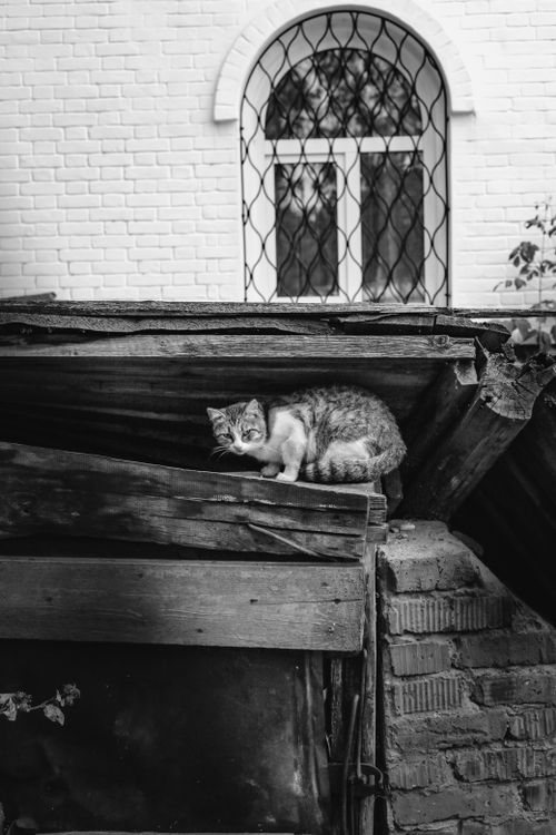 Free Black and white shot of a cat perched on a rustic, wooden roof with a brick wall backdrop. Stock Photo