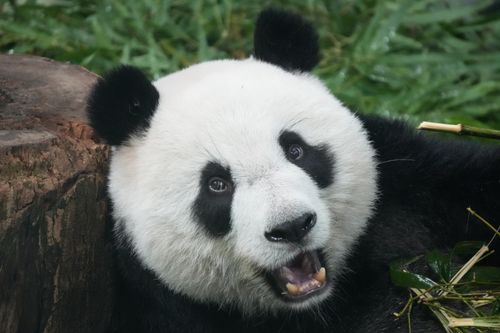 Free Close-up of a giant panda surrounded by bamboo leaves, showcasing its playful expression. Stock Photo