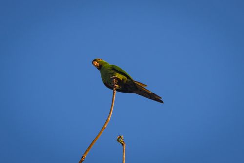 Free A vibrant green parrot sits perched on a branch against a clear, bright blue sky. Stock Photo