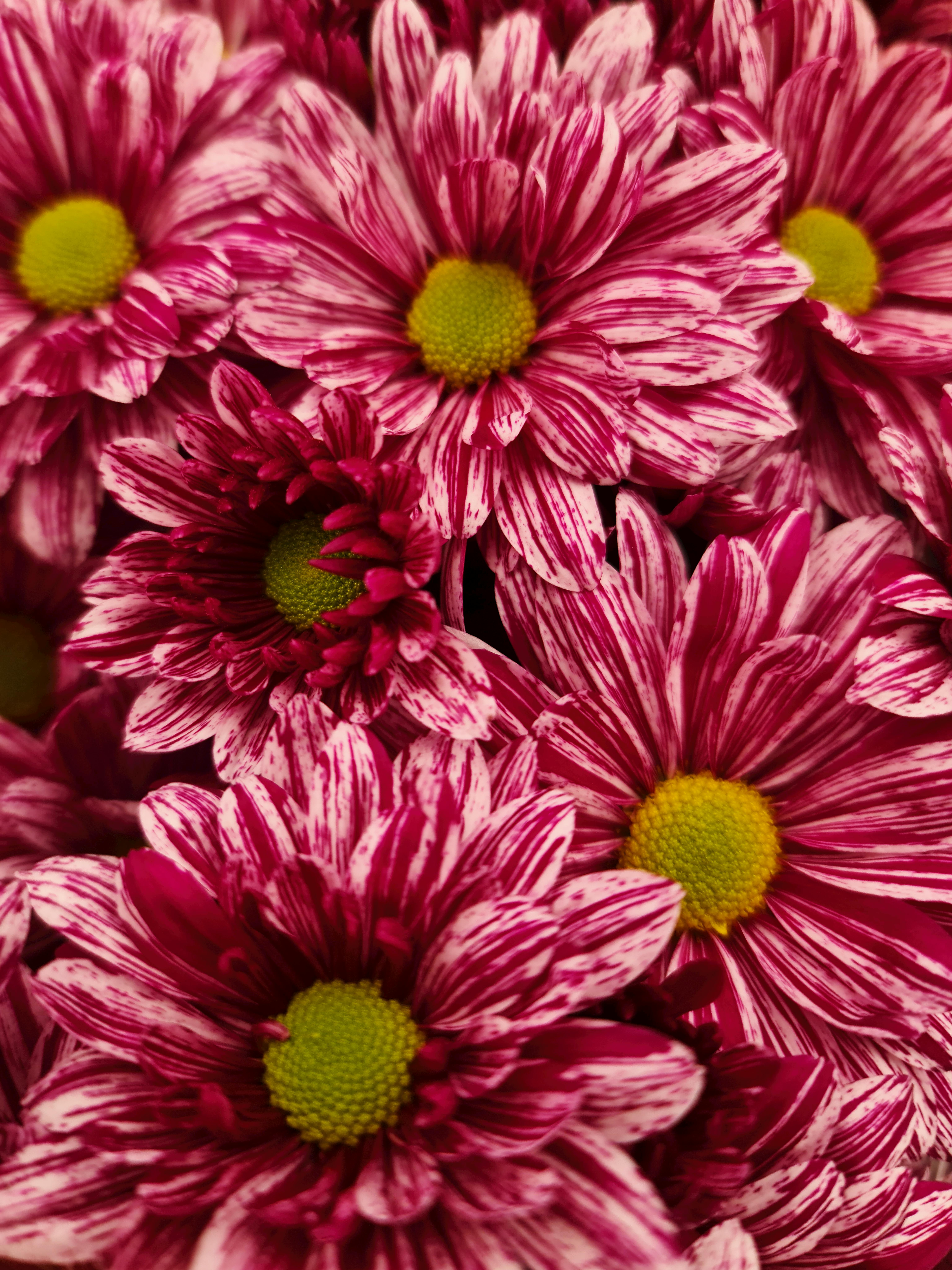 [ColoSach]-close-up-of-vibrant-pink-and-white-chrysanthemums-with-yellow-centers,-creating-a-lush-floral-display.