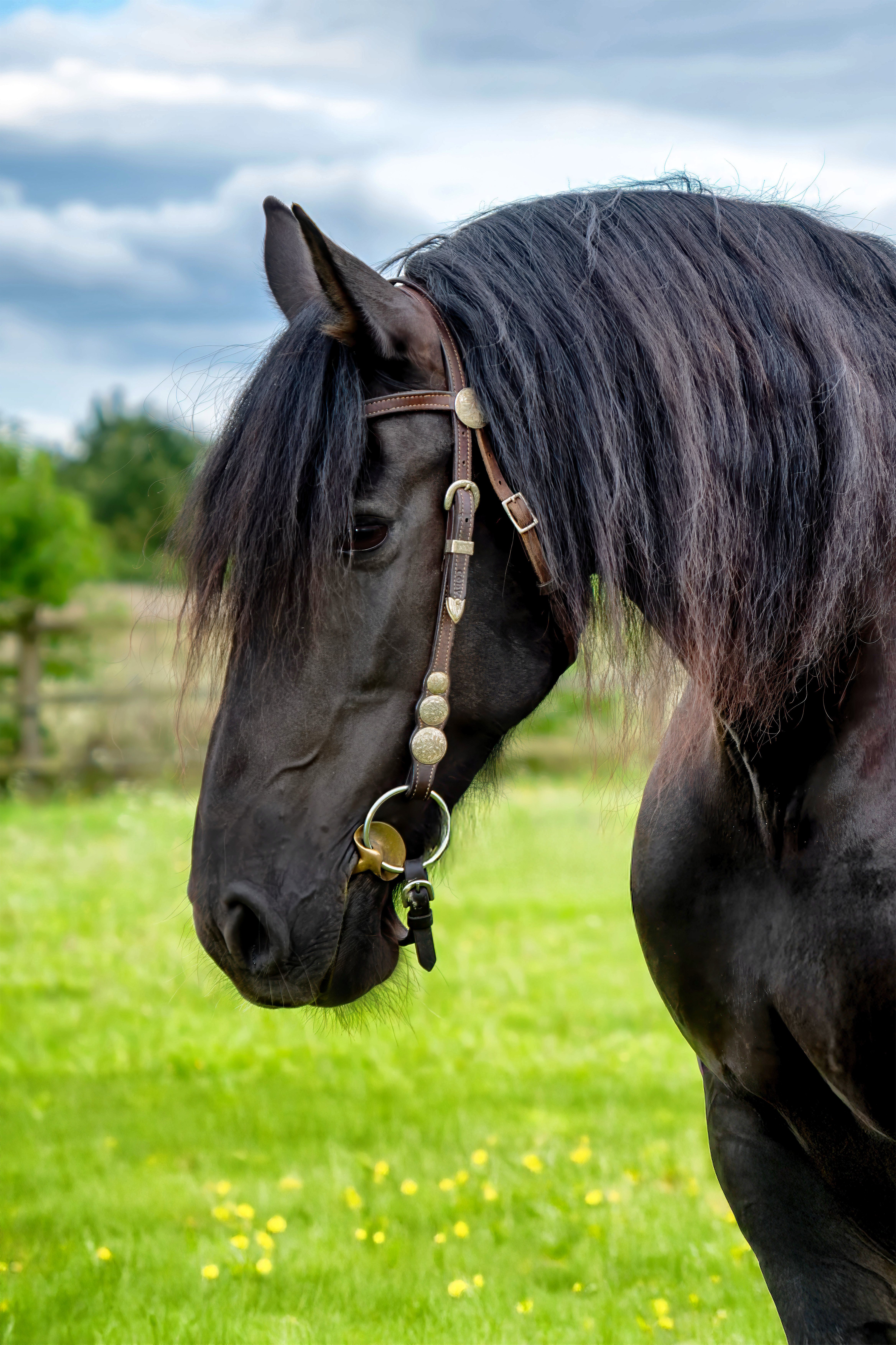 Captivating image of a black horse in a green field during summer.