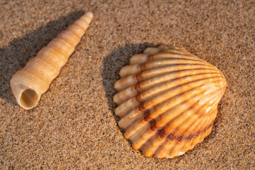 Macro shot of seashells on sandy beach in Valencia, Spain. Perfect for marine and nature themes.