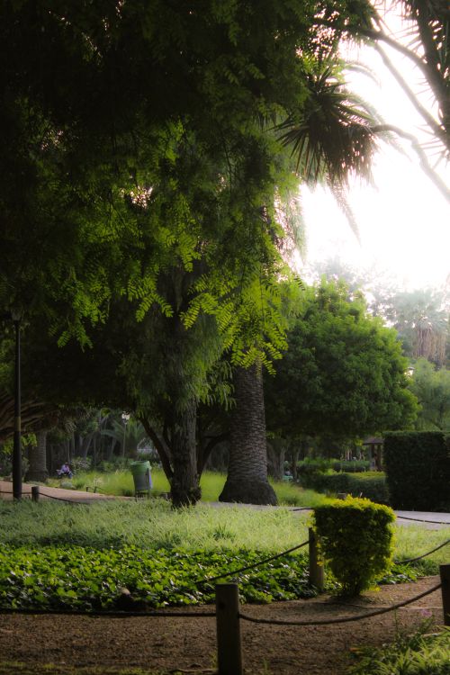 Free A serene view of lush greenery in Rabat's botanical garden during golden hour. Stock Photo