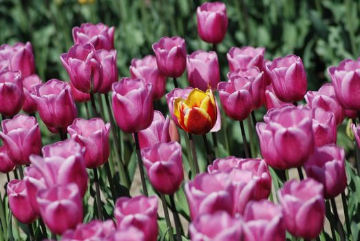 A field of vivid pink tulips with a standout yellow-orange tulip, showcasing natural beauty and diversity.