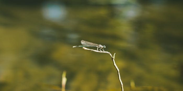 Macro shot of a dragonfly resting on a twig in Aydın, Türkiye.