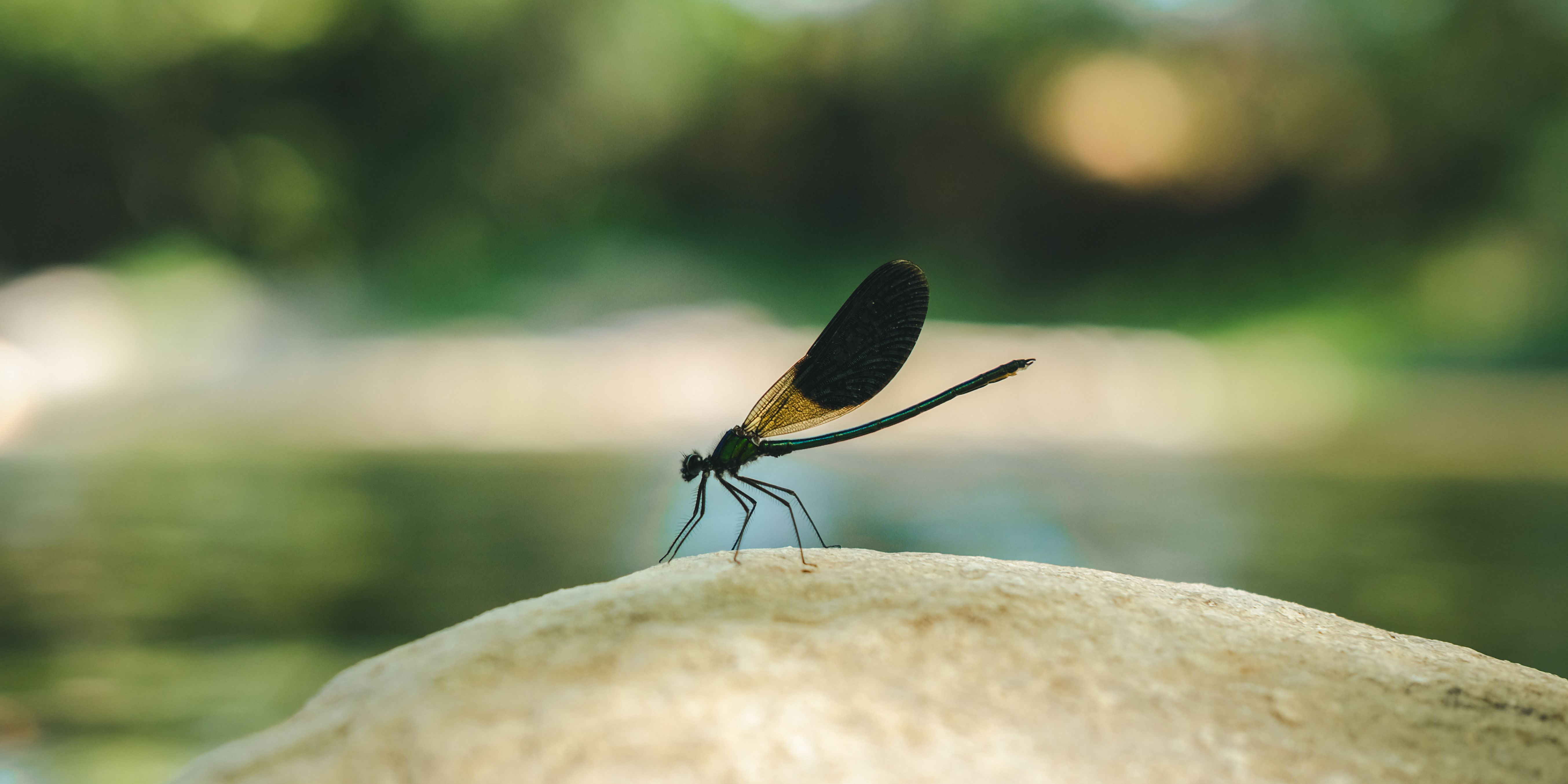 Close-up of Dragonfly Resting on Rock in Nature · Free Stock Photo