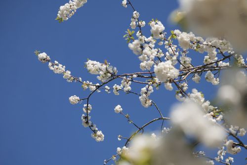 Free White cherry blossoms in full bloom under a vivid blue sky in Lund, Sweden. Stock Photo