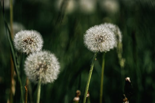 Beautiful close-up of dandelions in a lush green meadow during the daytime.