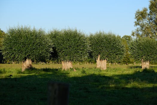 Image by Roman Biernacki