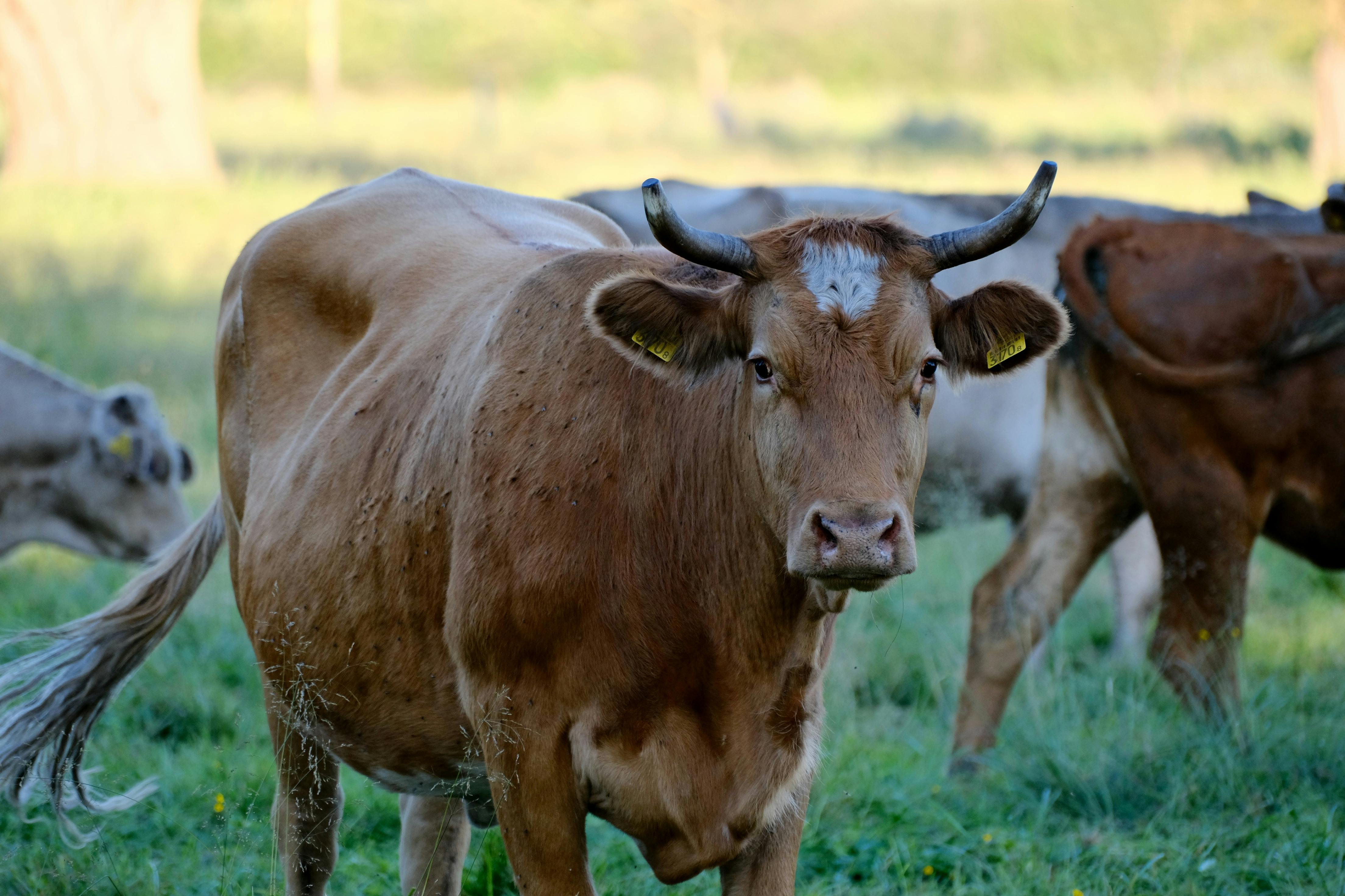 Gratuit Photos gratuites de @extérieur, agricole, agriculture Photos