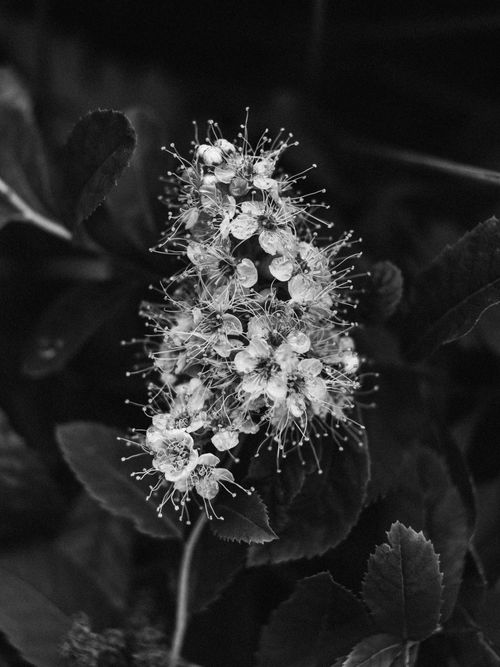 Free Monochrome close-up of blooming flower cluster with detailed petals. Stock Photo