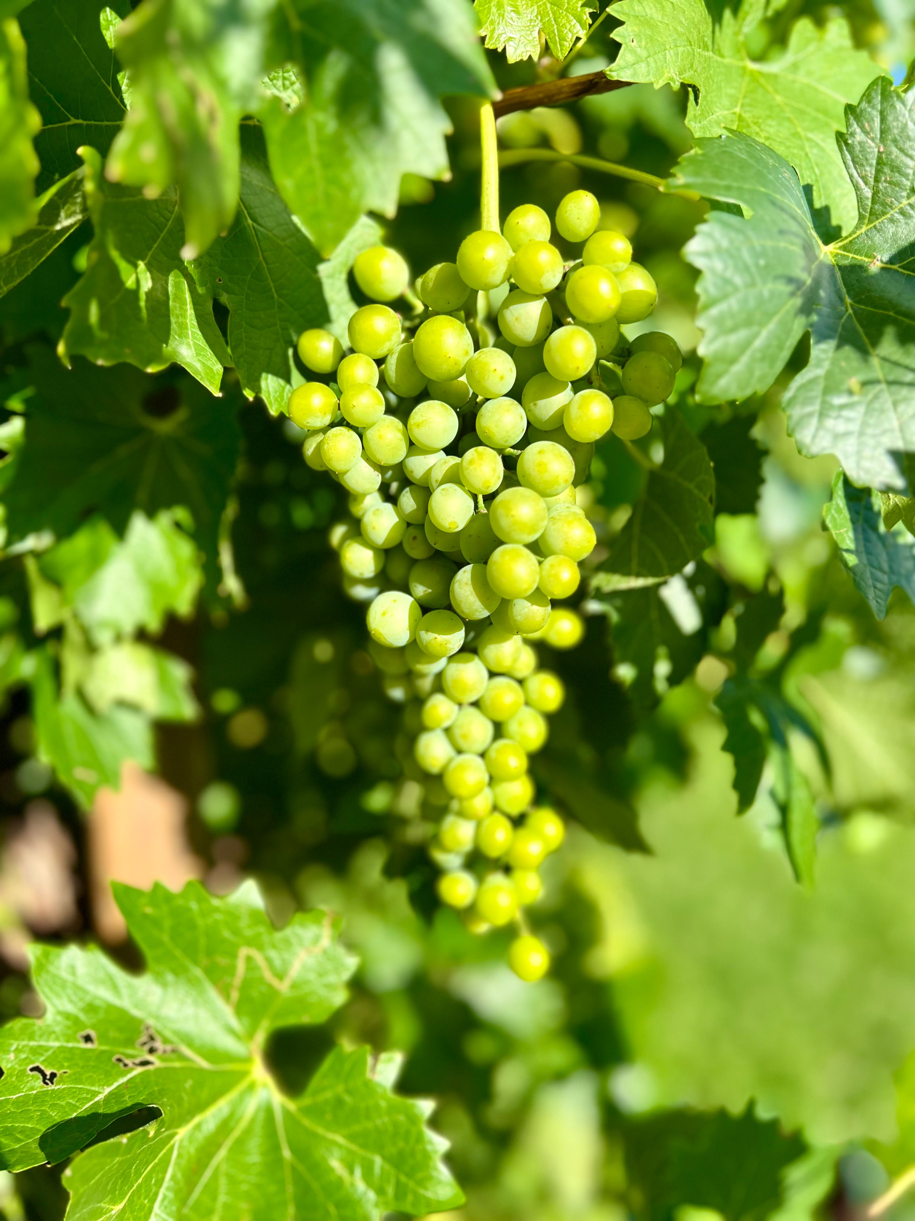 A close-up view of green grapes hanging from a vine in a sunny vineyard, showcasing fresh summer growth.