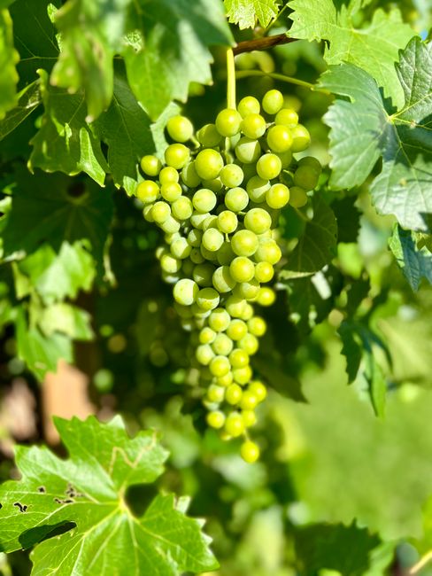 A close-up view of green grapes hanging from a vine in a sunny vineyard, showcasing fresh summer growth.