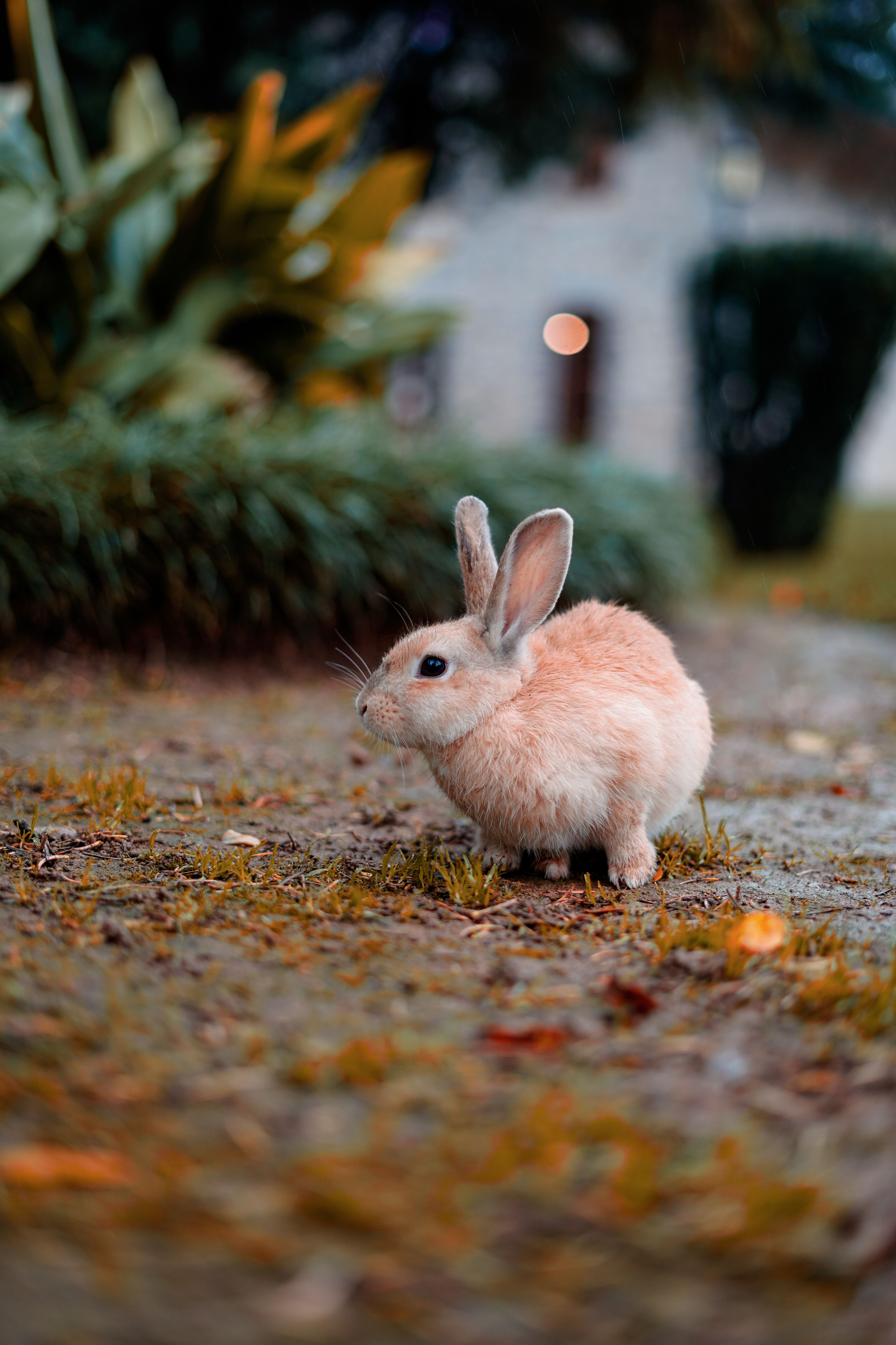 Cute Rabbit Outdoors on Autumn Pathway in Istanbul · Free Stock Photo