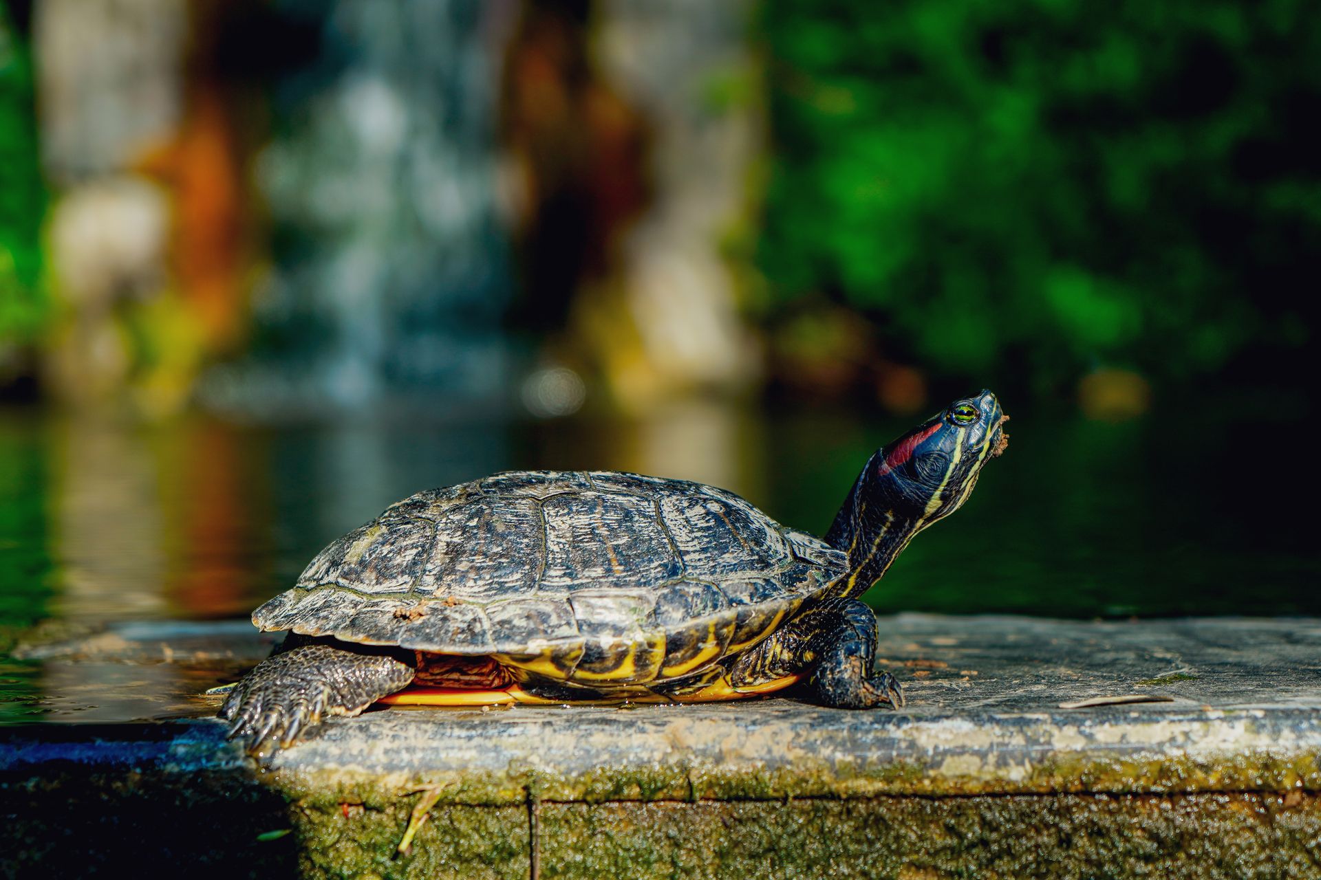 Red-Eared Slider Turtle basking by a waterfall in natural habitat.