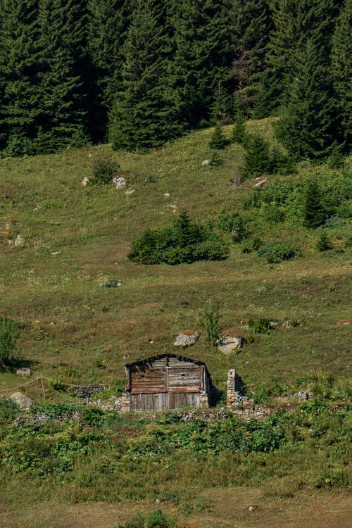 Free Scenic view of a rustic cabin surrounded by lush greenery and pine trees in a tranquil forest. Stock Photo