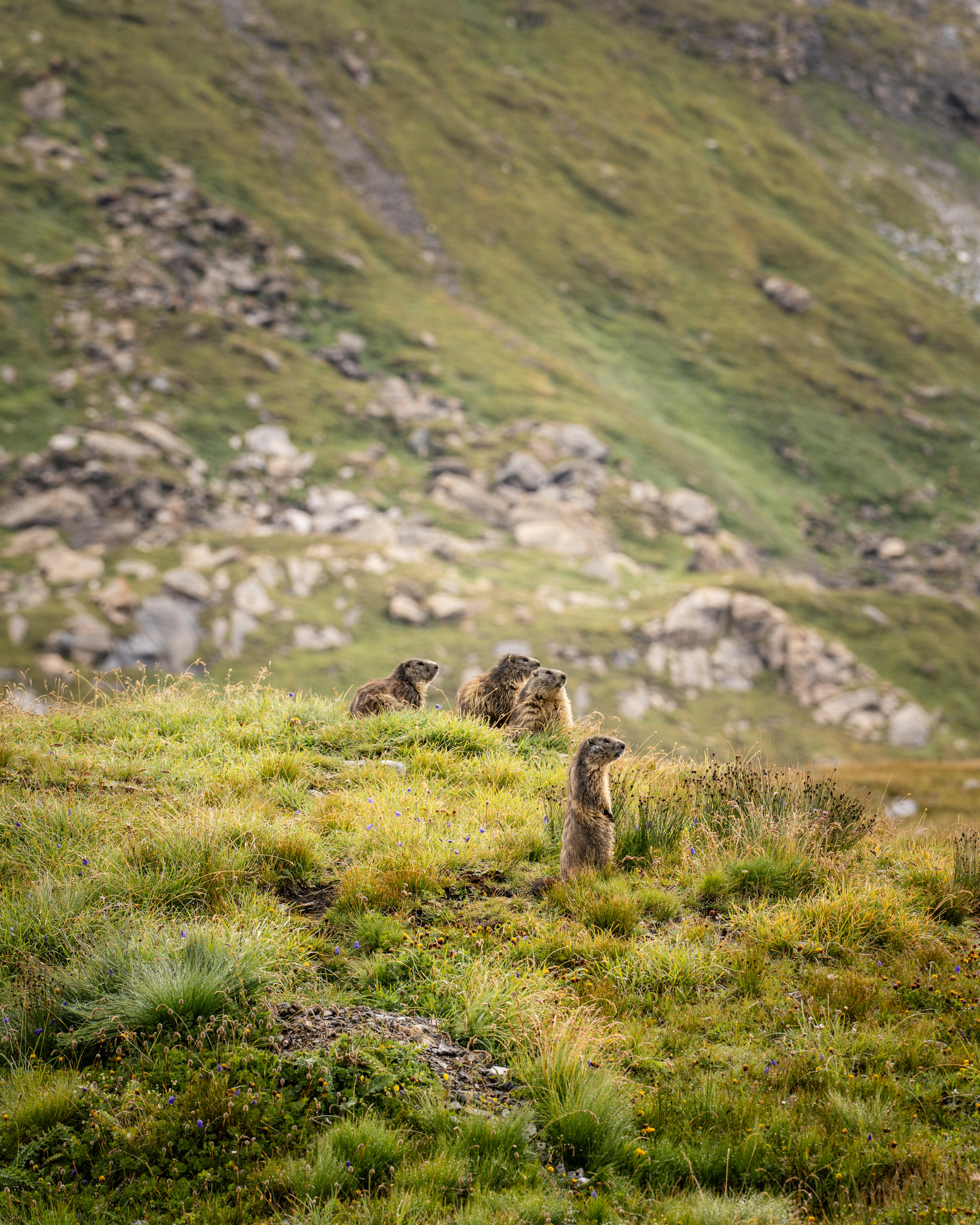 A group of marmots in a lush meadow in Vanoise, French Alps, during summer.
