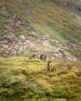 A group of marmots in a lush meadow in Vanoise, French Alps, during summer.