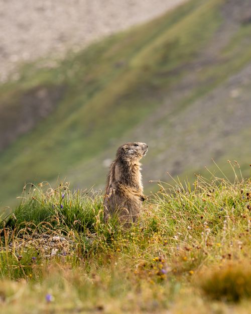 Free A marmot stands alert amid the lush greenery of the French Alps on a sunny day. Stock Photo