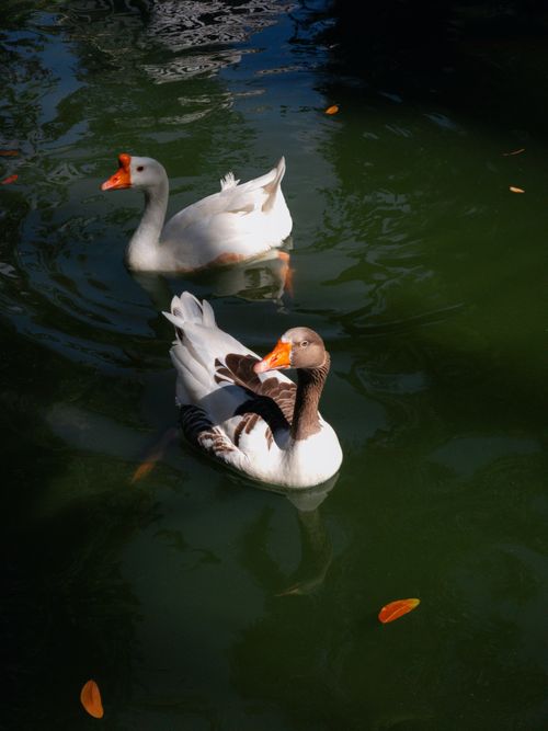 Free Two geese gliding in a calm lake, reflecting a peaceful natural scene. Stock Photo