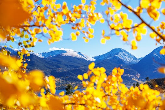 Vibrant autumn scene with golden aspen leaves framing snow-capped Rocky Mountains in Salida, Colorado.