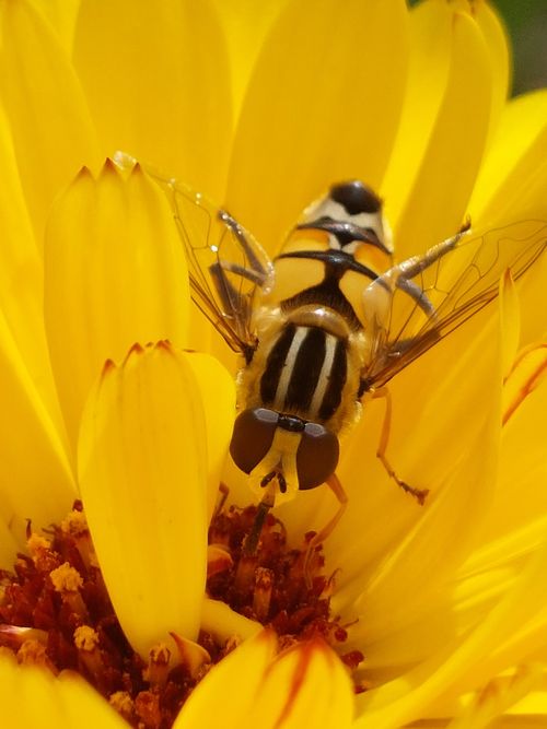 Free Detailed view of a hoverfly feeding on a vibrant yellow flower petal. Stock Photo