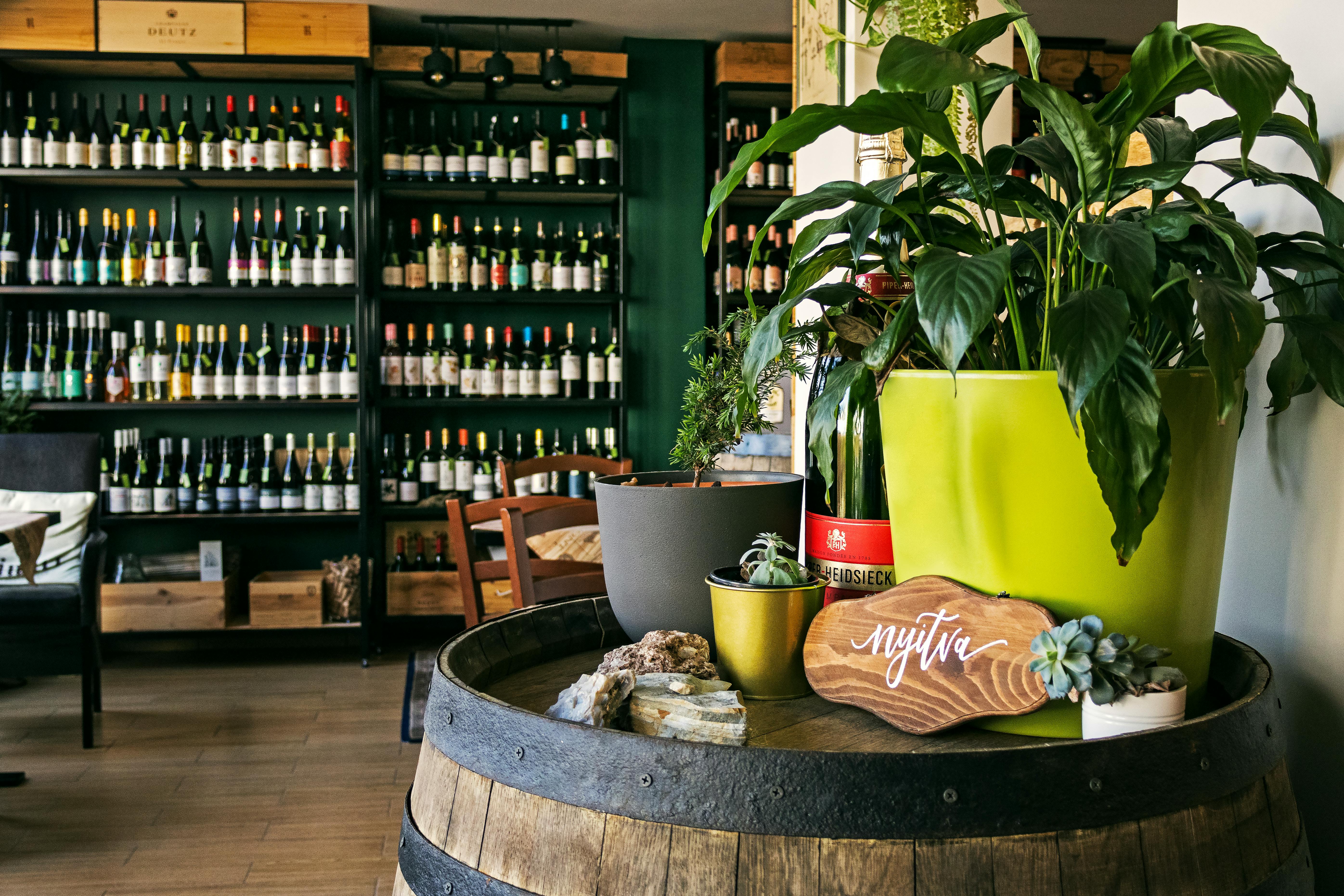 Warm and inviting wine bar with a stylish plant display in Gödöllő, Hungary.