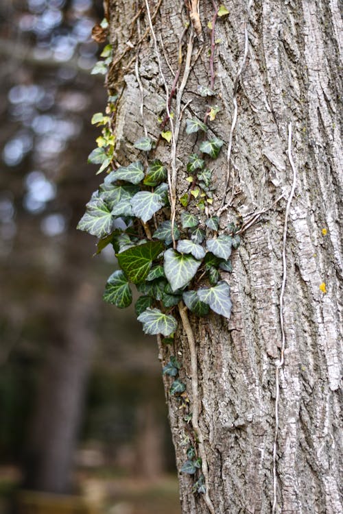 Close-up View of Leaves on Tree Trunk