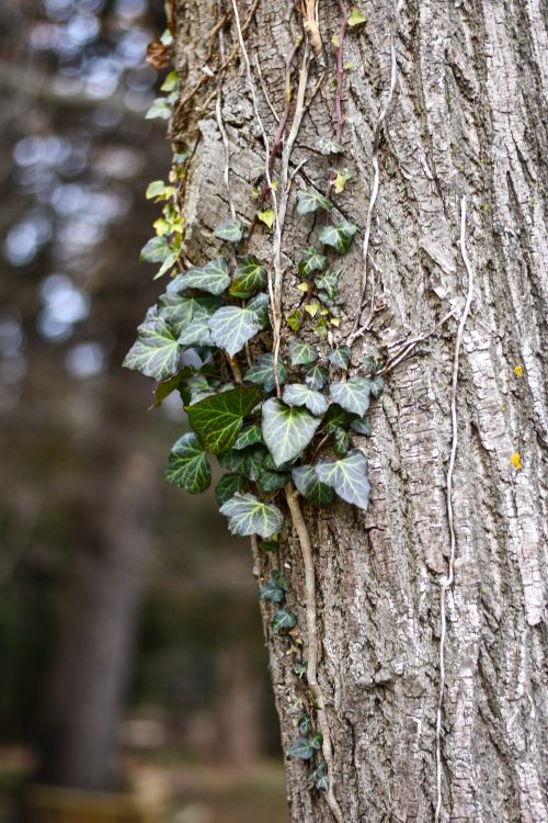 Free Close-up view of lush green ivy climbing on tree bark, highlighting nature's growth. Stock Photo