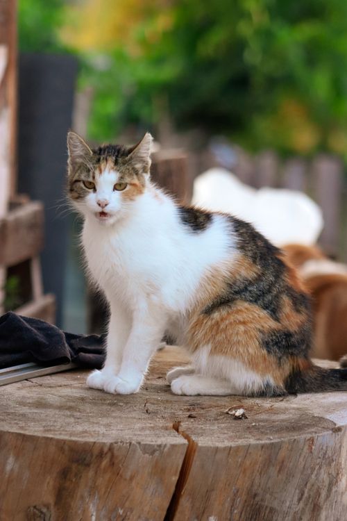 Free A cute calico cat sitting on a tree stump in a garden setting. Perfect for pet lovers. Stock Photo