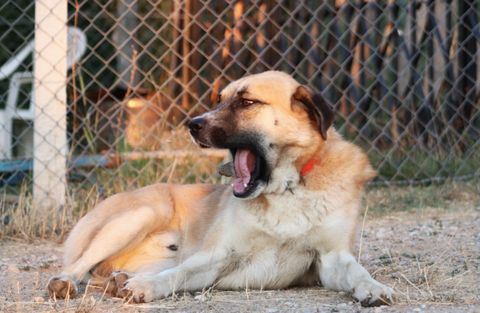 Kangal dog