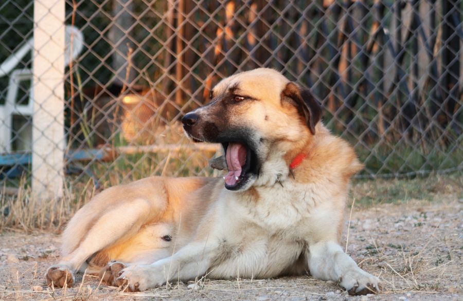 Kangal dog relaxing outdoors at sunset
