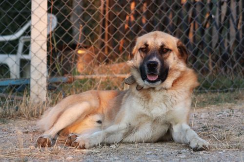 Free A large brown dog relaxing near a chain-link fence with evening sunlight. Stock Photo