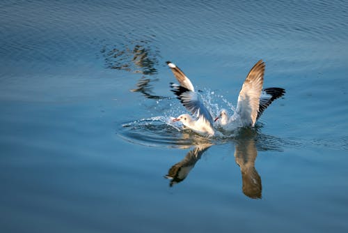 免費 兩隻鳥在水面上的照片 圖庫相片
