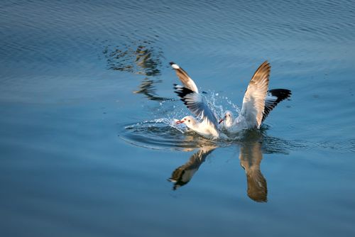 Free Two seagulls playfully splash in a serene body of water, captured in mid-flight. Stock Photo