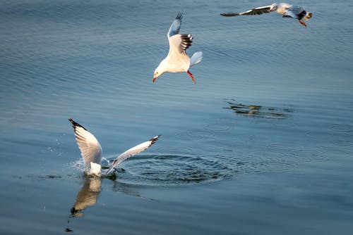 Photo of White Birds Flying Above Body of Water