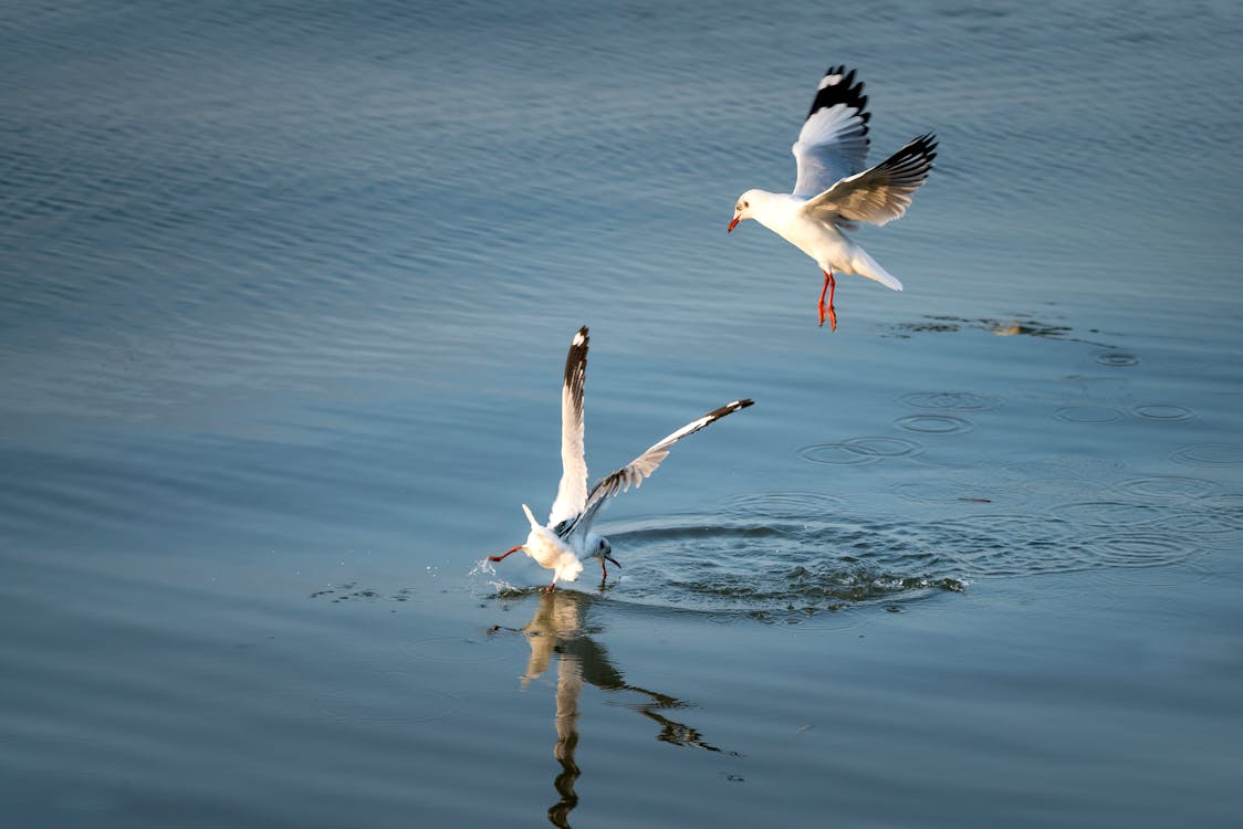 Birds over Calm Body of Water