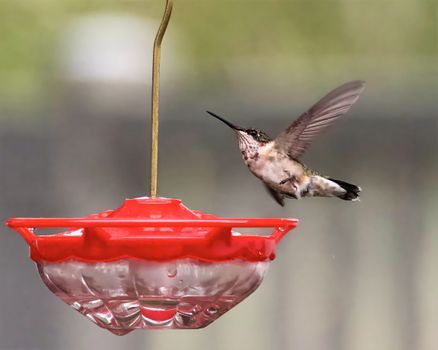 A hummingbird hovers at a red feeder with blurred green background, captured in summer.