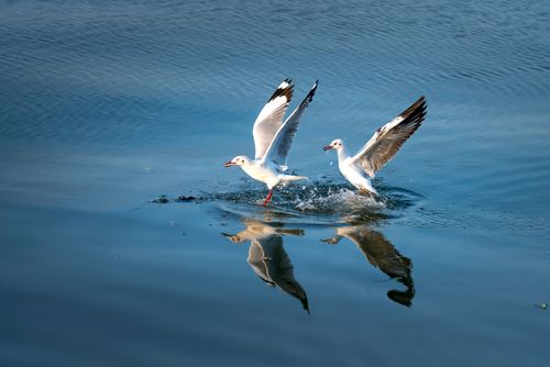 Free Two seagulls glide across a tranquil lake, their wings spread wide, creating beautiful reflections. Stock Photo