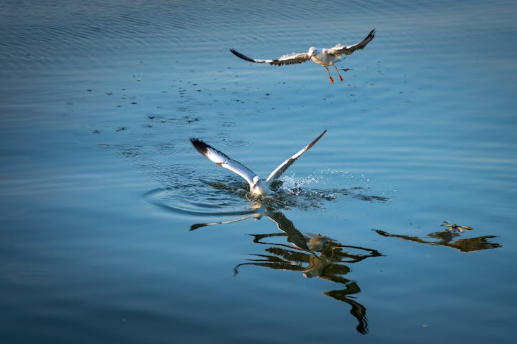 Two Birds Above Body Of Water