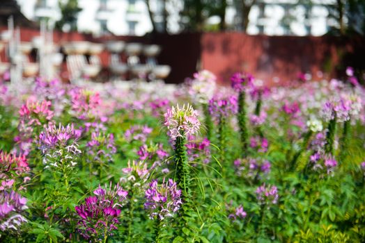 A vibrant garden full of blooming spider flowers with a blurred background capturing summer beauty.