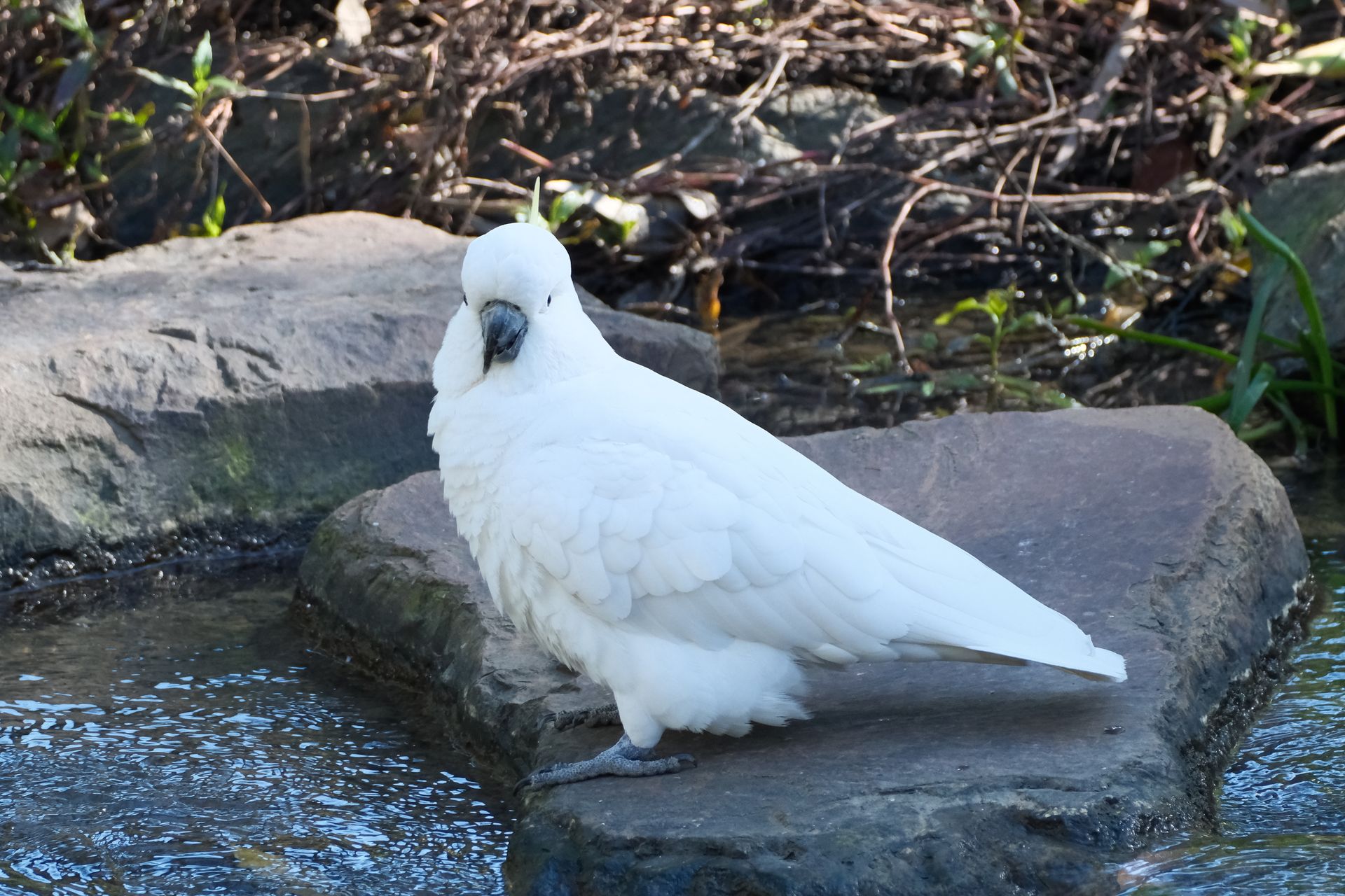 A serene white cockatoo perched on a stone by a calm stream, surrounded by nature.