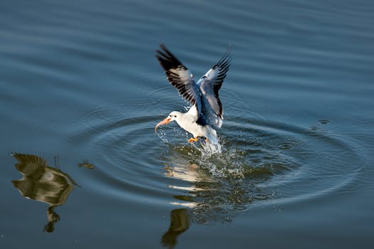 一只海鸥掠过水面，平静的水面上倒映着它的身影