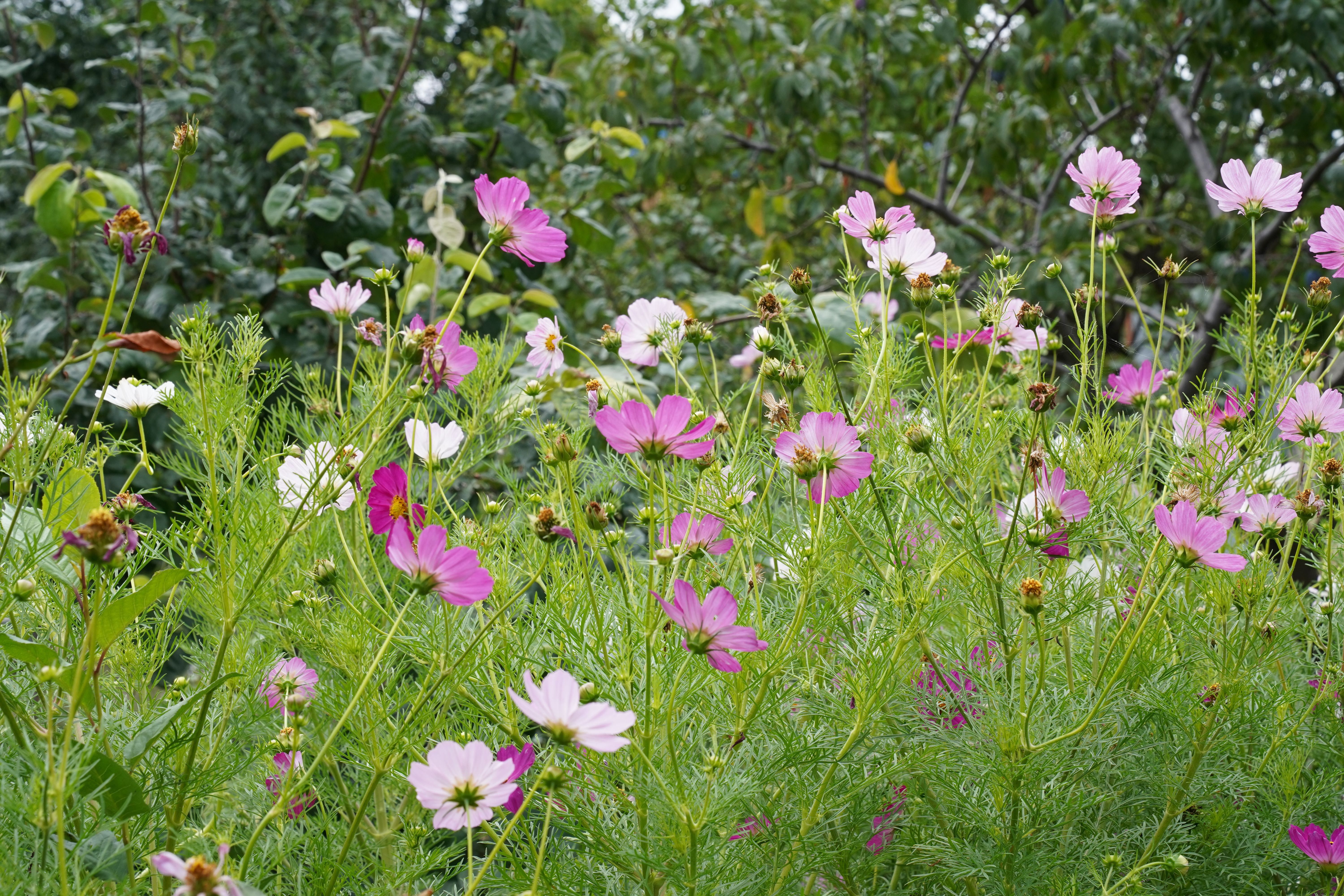 Cómo crear un jardín de flores silvestres: guía práctica