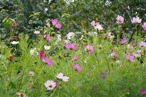 Free A lush field of pink and white cosmos flowers blooming in nature. Stock Photo