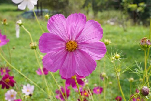 Free A close-up of a pink cosmos flower in full bloom, surrounded by a lush green garden. Stock Photo