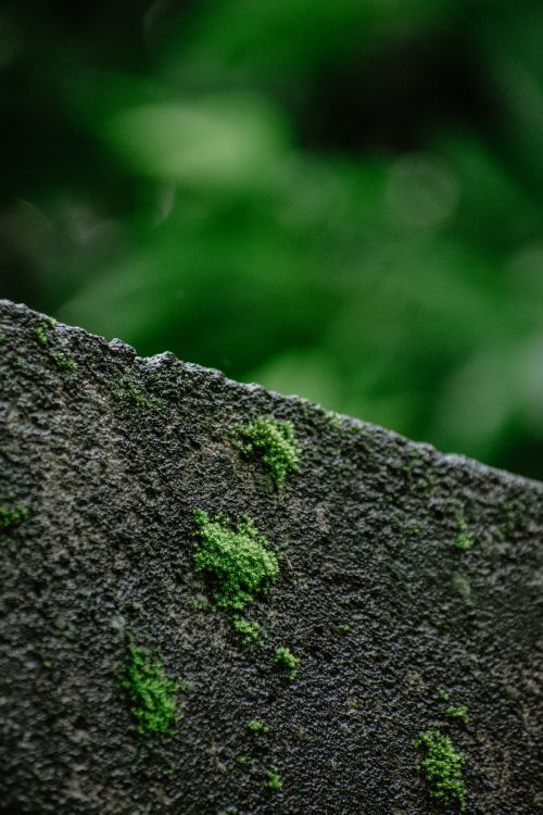 Free Detailed view of vibrant green moss growing on a textured stone, captured outdoors. Stock Photo